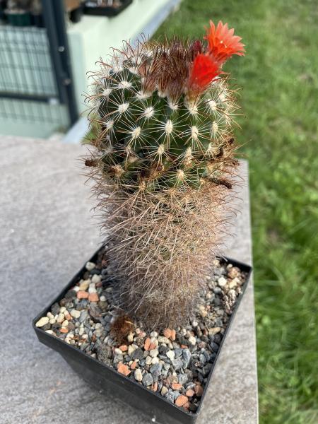 Parodia hausteiniana